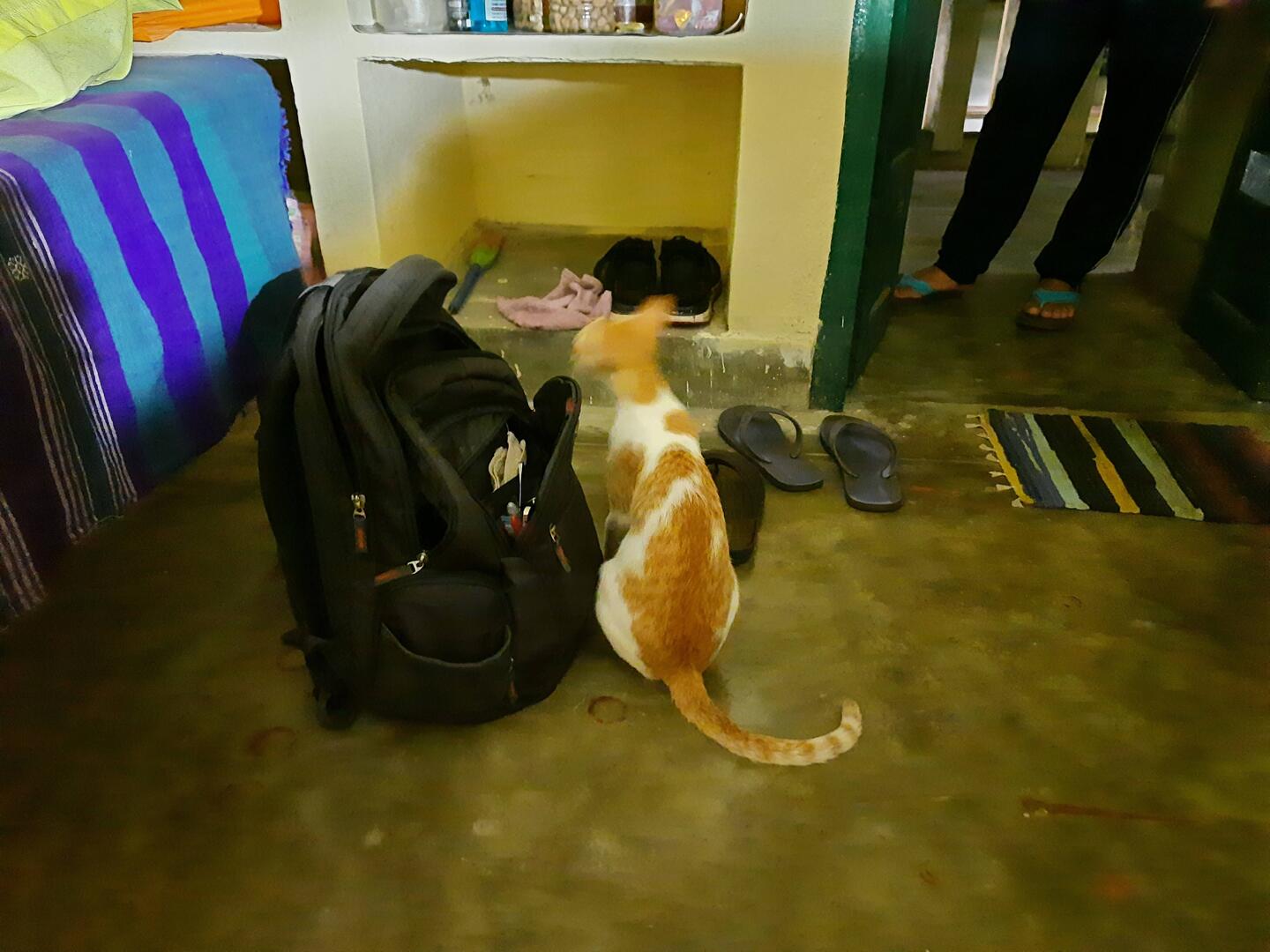 cat-with-bag