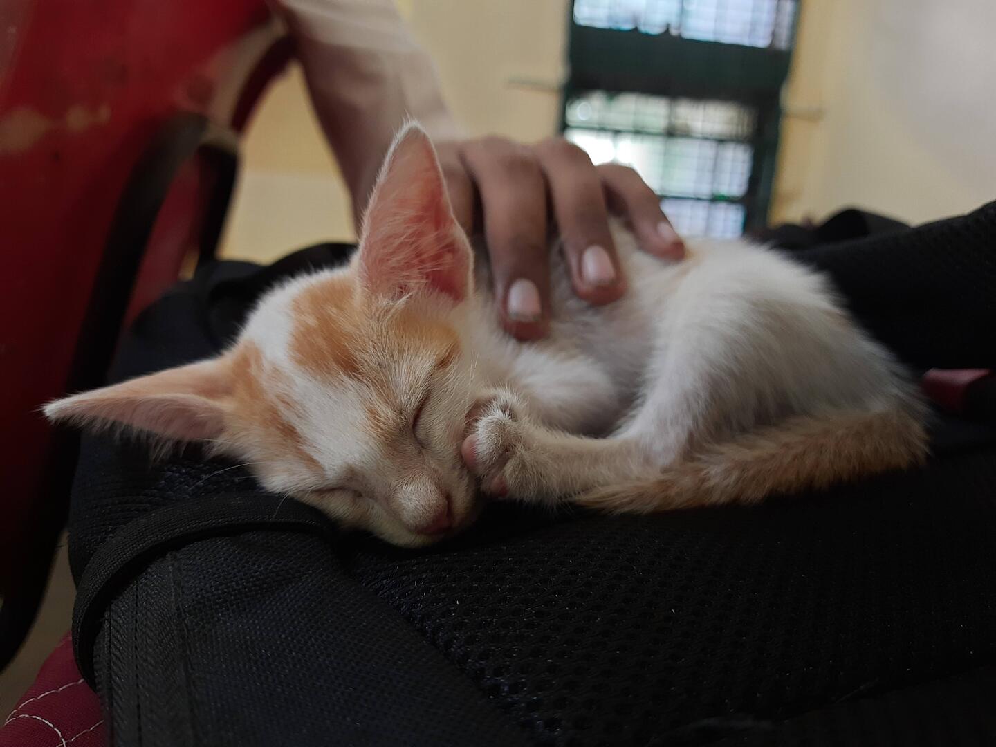 cat-sleeping