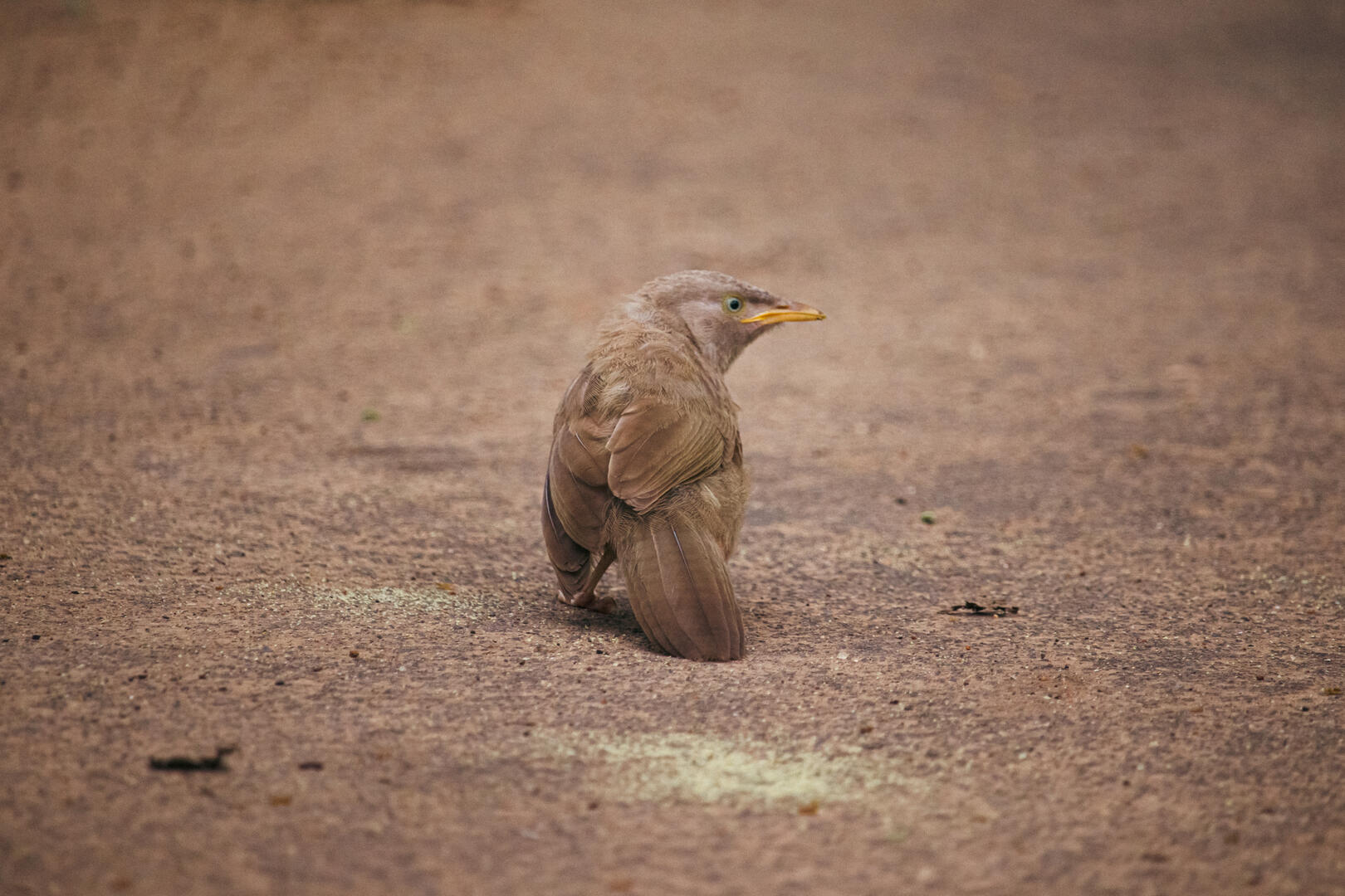 sitting-bird