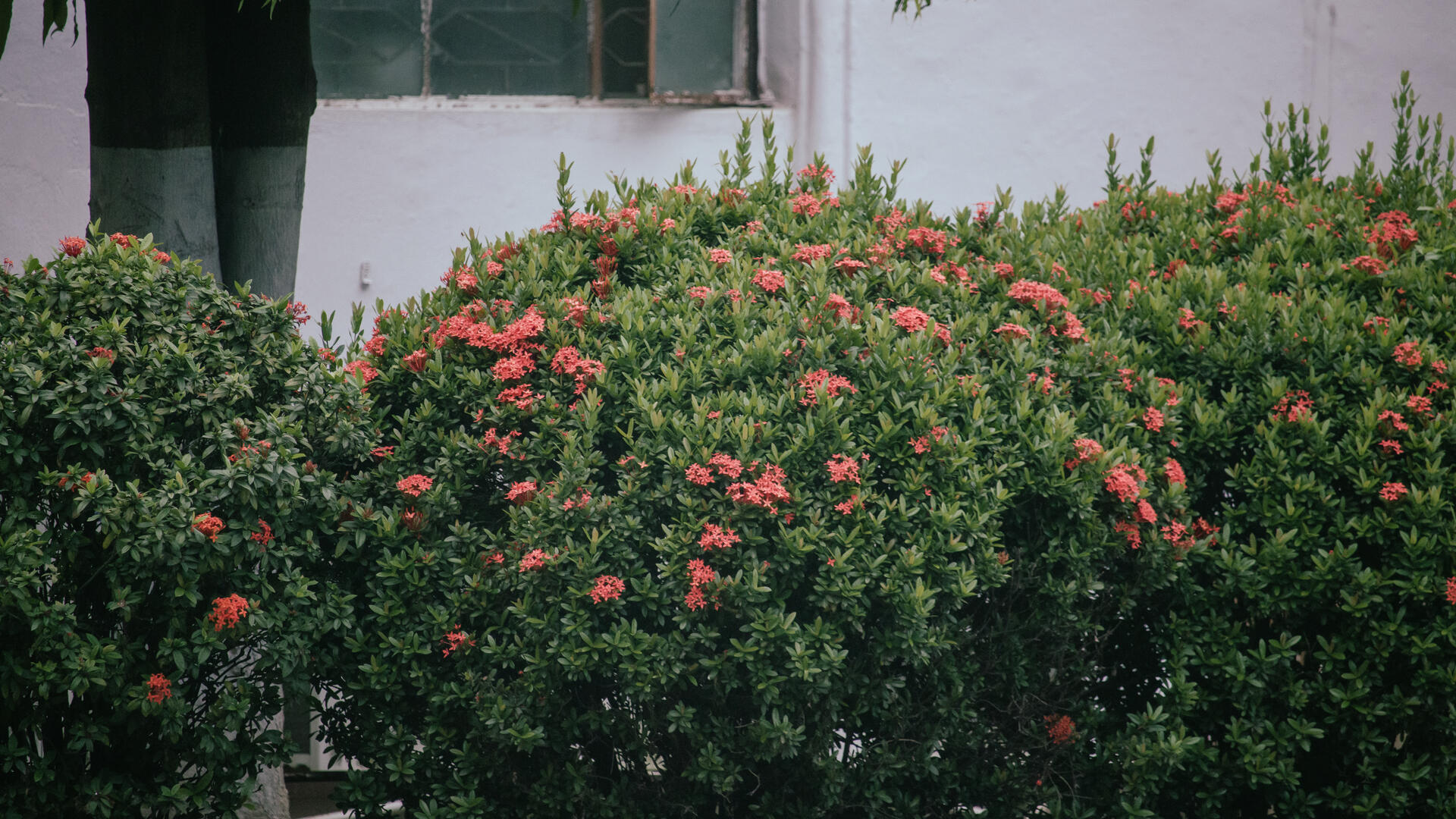 bush-of-flowers